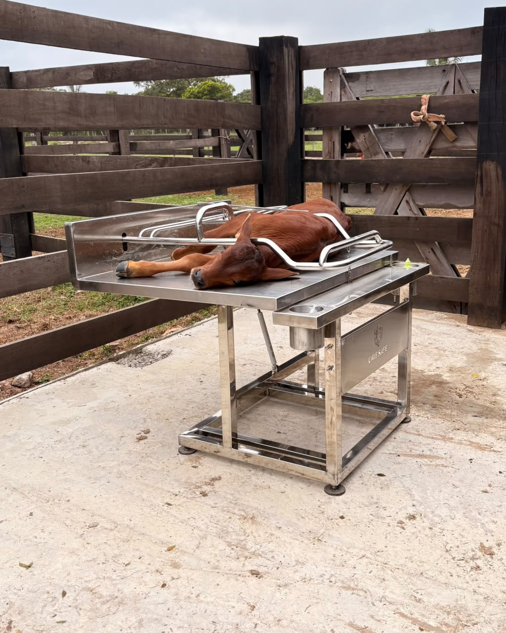 CALF SAFE
